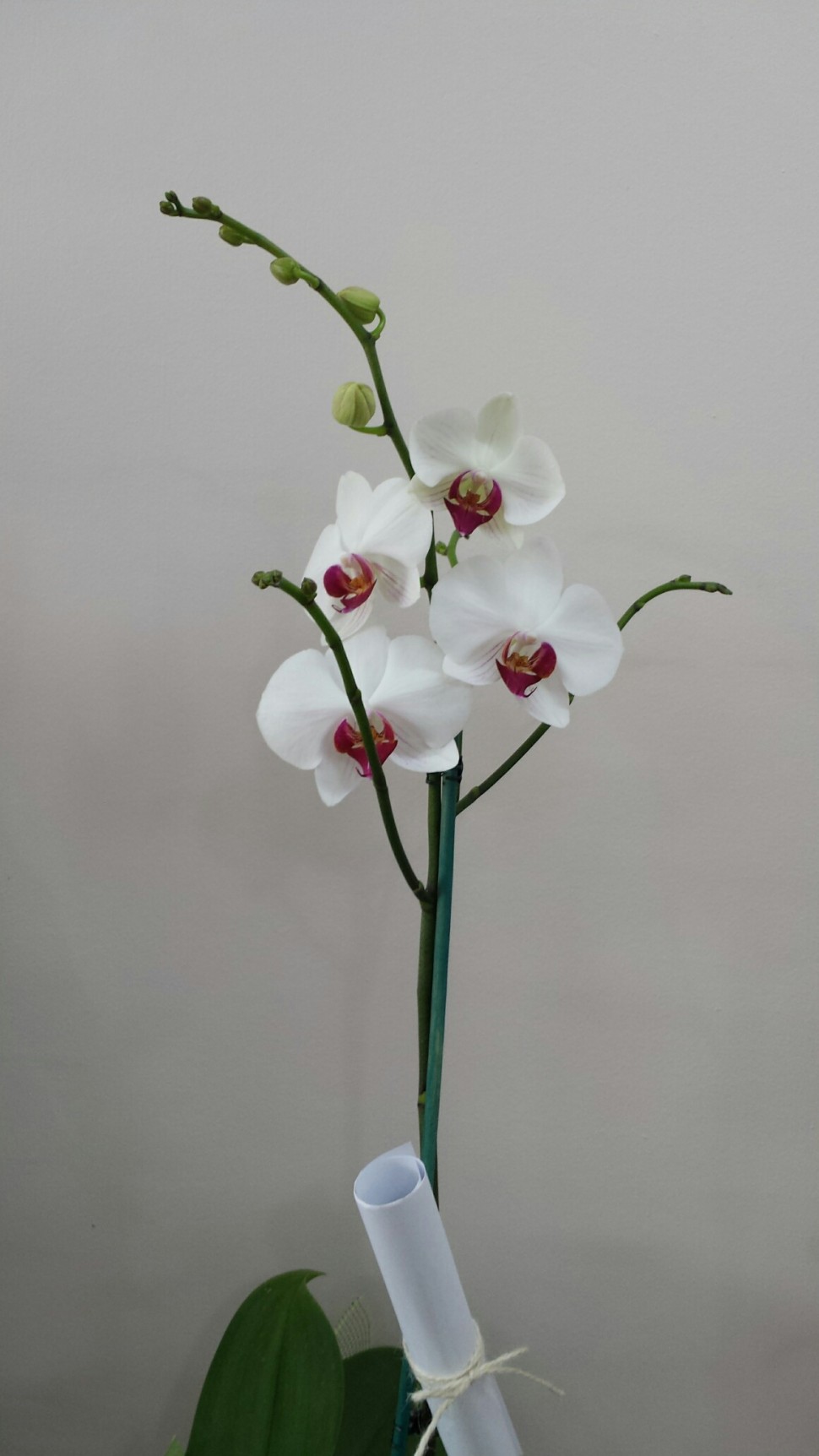 Phalaenopsis plant gift