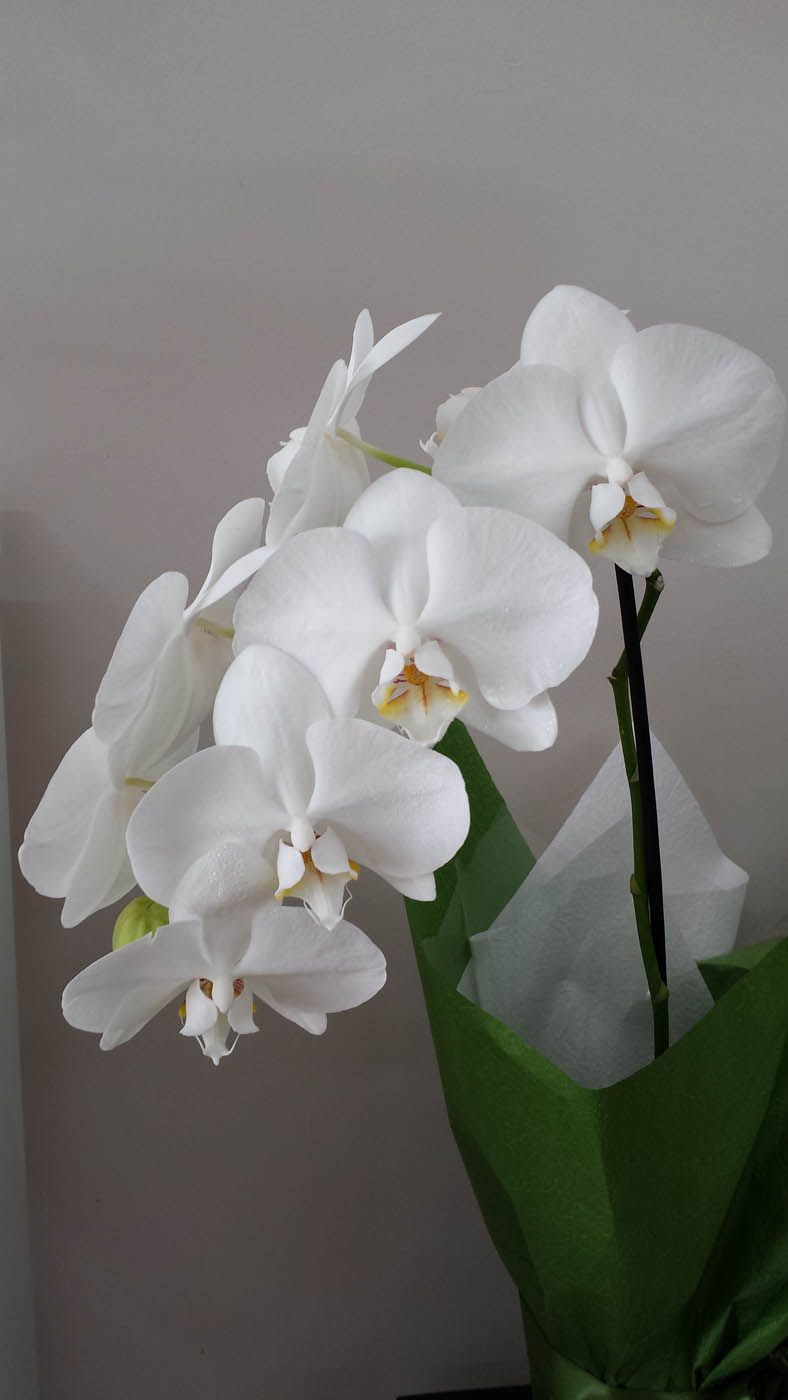 Phalaenopsis plant gift