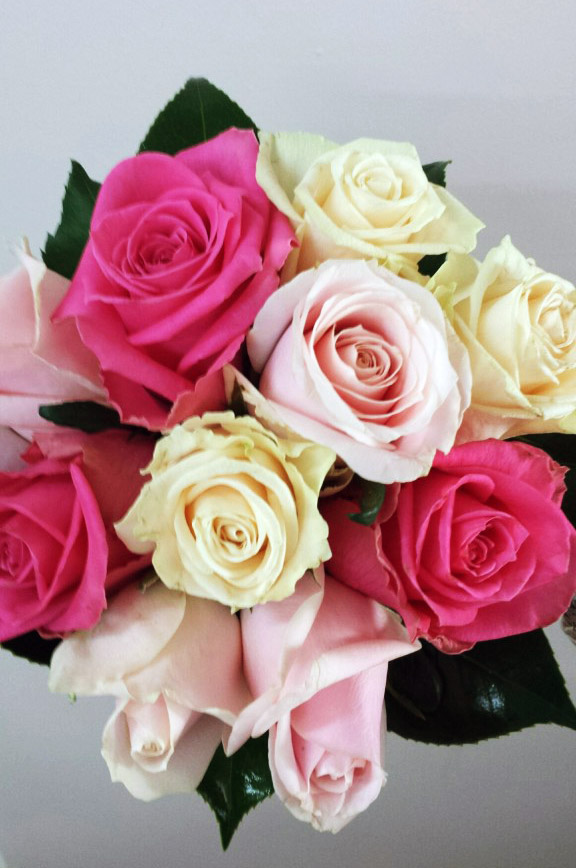 pink and cream roses