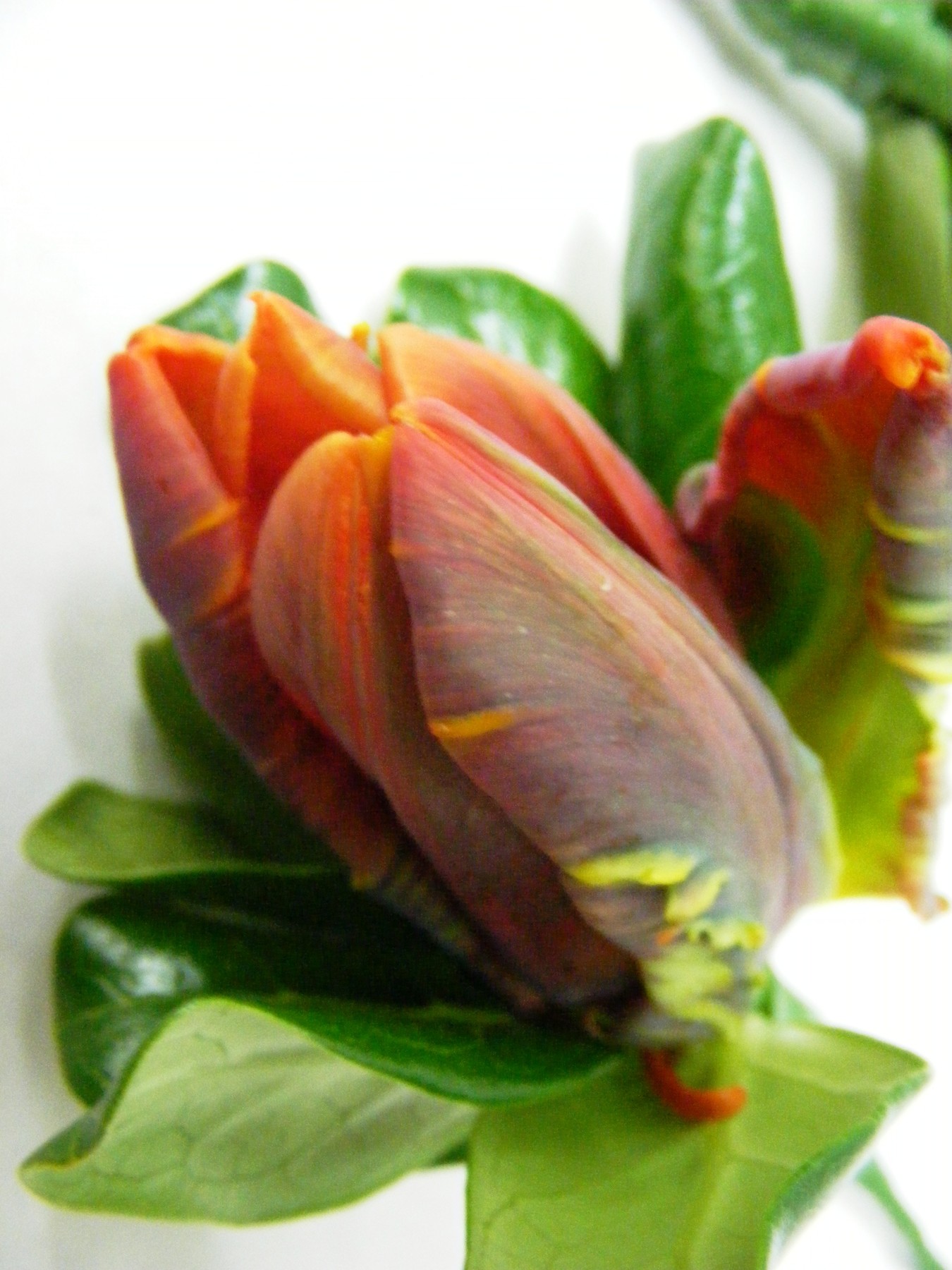 Buttonhole Red Parrot Tulip