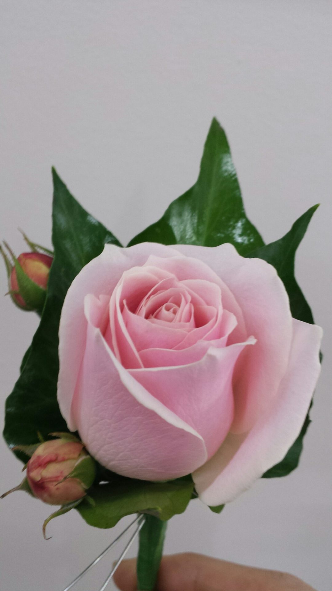 Pink rose and Buds Buttonhole