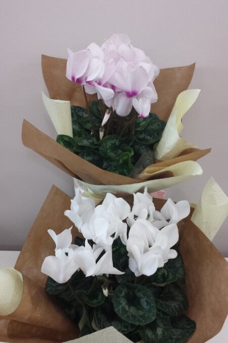 Flowering Cyclamen plant gift wrapped.
