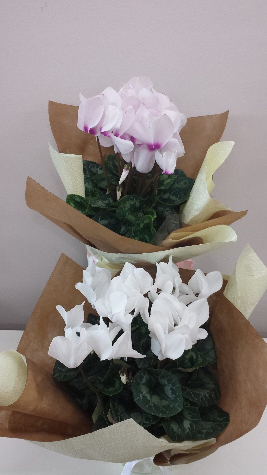 Flowering Cyclamen plant gift wrapped.