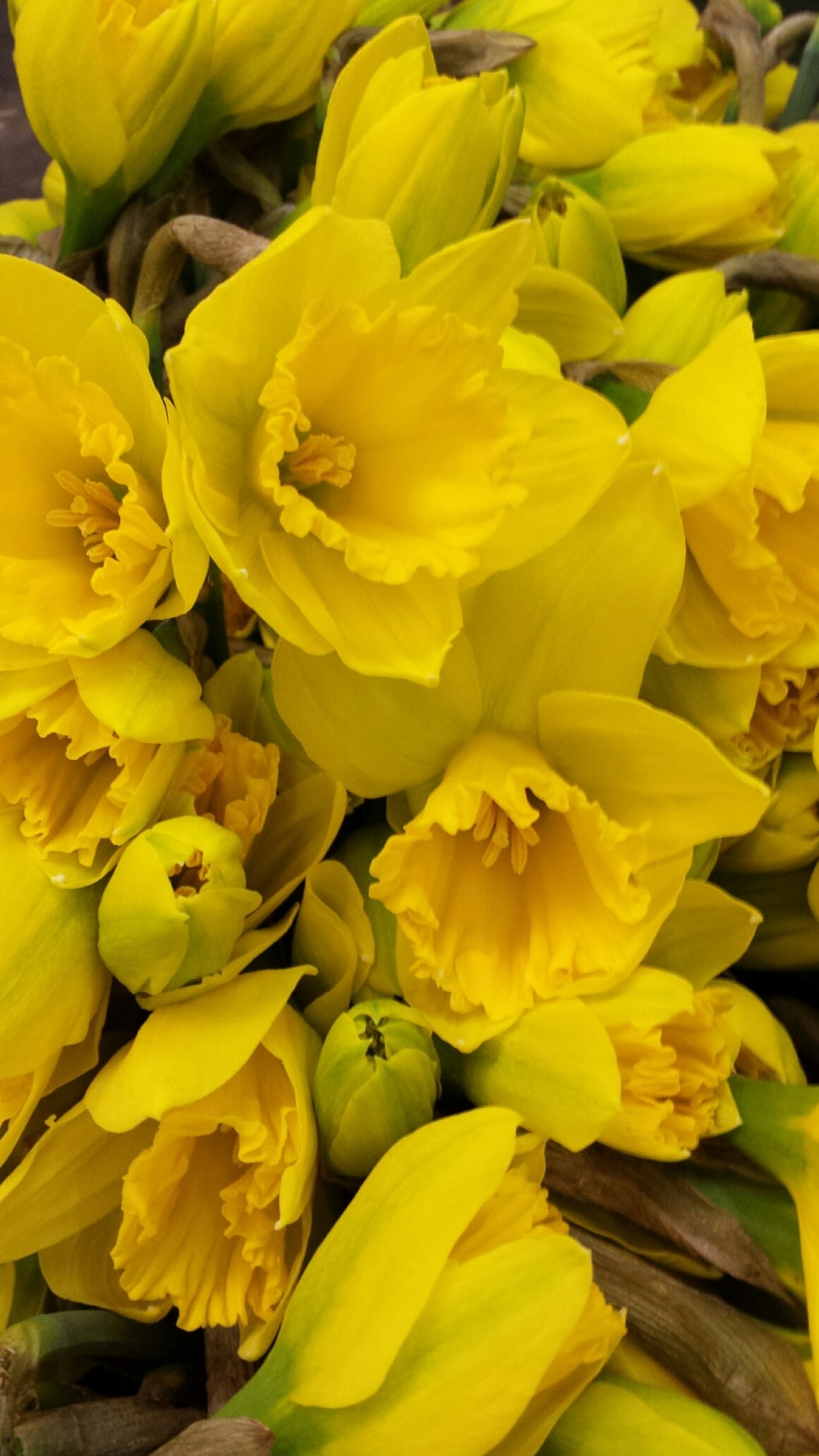 Bright Daffodil bunches