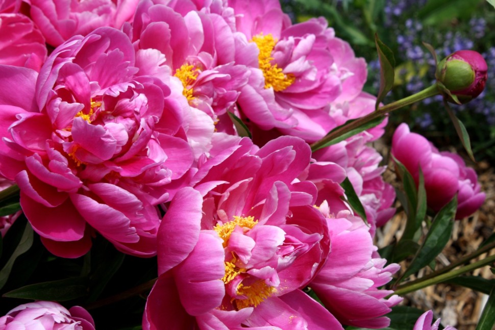 bright pink peony flowers