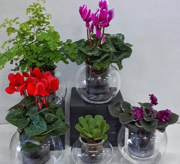New self-watering Flora Pots