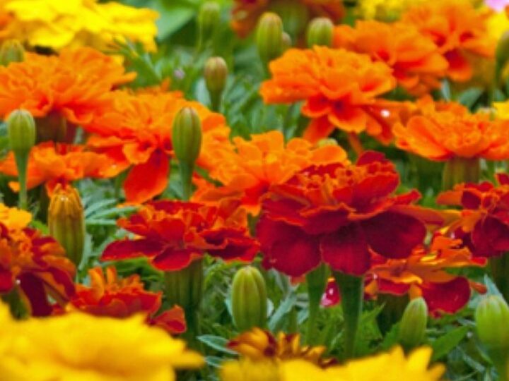Calendula and Marigold Flowers…natures wonder plants